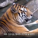 호랑이남매 엄마아빠 건곤이와 태호는 왜 사파리로 돌아가나요? 이미지