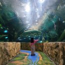 웅진플레이도시 | 경기도 아이랑 갈만한곳 부천 아쿠아리움 웅진플레이도시 후기