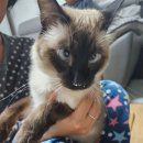 호호냥(Hohonyang) 이미지