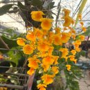 길식농장 | 파주 조인폴리아 식물쇼핑 후기 | 희귀식물·고사리·박쥐란 가득한 대형 식물농장