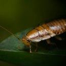 프란츠 카프카+ <실종자> | [주간 독서 기록] 카프카 '변신' 후기(줄거리/결말 스포O)