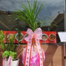 사직대로 | 🍜 일본식 중화요리 맛집 – 츄카텐(CHUKATEN) 화분 배송 후기