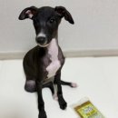 홍천 개아빠 이미지