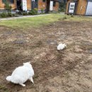 네코스테이 고양이마을 이미지