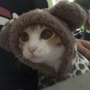 에니펫동물병원 이미지