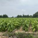 1987혜화동돈까스 이미지