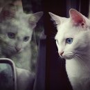 이쁜냥이 이미지