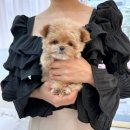 댕스마일 이미지