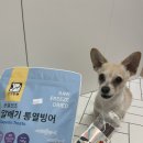 [김포애견동반] 강아지 천연간식가게, 봉구의 간식 김포구래점에서 간식 사왔어요(내돈내산후기)