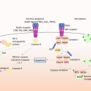 Re: neuronal cell death 기전 탐구!! 2021 nature 이미지