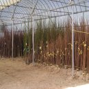 아원농장 이미지