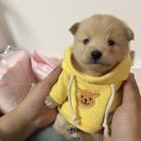 열림수학학원 | 귤에 붙어있는 거 귤락, 나한테 붙은 거 나락