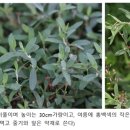 (들꽃 08) 우리는 어제의 우리가 아니다 – 마디풀 이미지