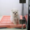 댕댕러브펫 이미지