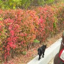 남양주 데이트 | 물의정원 황화코스모스 평일 방문 후기 (두물머리 산책, 스냅촬영, 주차)