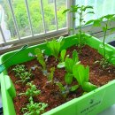 양천농장 이미지