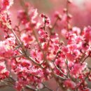 원동면사무소 | 6시내고향 양산 순매원 매화꽃 축제 방문 정보 및 위치