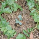 대로농장 이미지