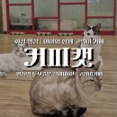 카페 커피캣 이미지