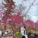 옥천길 | 순천여행 탐매마을 &amp; 사운즈옥천 솔직후기, 홍매화 개화상황(2026.3.1)