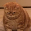 나만 없어 고양이 이미지