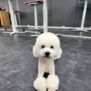 미래애견 이미지