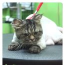 까미애견샵 이미지