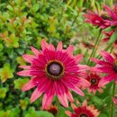 루드베키아 이미지