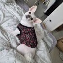 퍼피포유 이미지