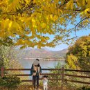 엘에이치몰 | 버켄스탁 보스턴 울펠트 브라운 37 사이즈 구매후기