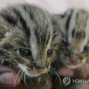 CAT 이미지