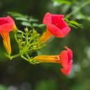 비브리오패혈증 이미지