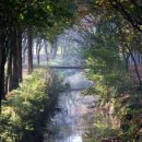 소나무향기 이미지