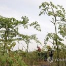 모링가