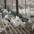 백봉춘천농장 이미지