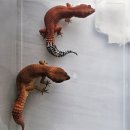 삼첩분식화성남양점