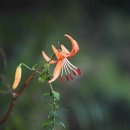 호랑이 체육관 이미지