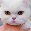 고양이 미용실 그냥 이미지