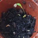 🌰🌱🌰 이미지