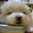 똥강아지 이미지