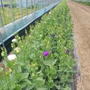 엘에프팜 이미지