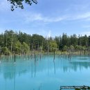 청석지 | 초여름 삿포로 2,3일차(6월 초 비에이투어 2편 - 청의 호수, 팜토미타 라벤더, 돈키호테, 스스키노에서...