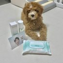 루아펫 | 강아지 산책 후 발관리 에브리원스 펫 바디티슈와 보습미스트 사용기