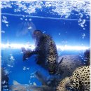 구룡포회 이미지