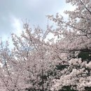 유브유부천안 | 천안 아산 벚꽃 명소 배방 지산공원 주차 현재 벚꽃상황