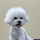 해맑은 애견미용 이미지