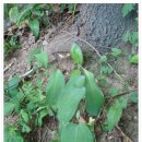 산마늘밥 이미지