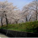 봄나들이 7. 왕인 벚꽃축제 - 금계 이미지