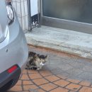 섭스(subs) 네이버블로그
