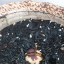 우리집 똥강아쥐 이미지